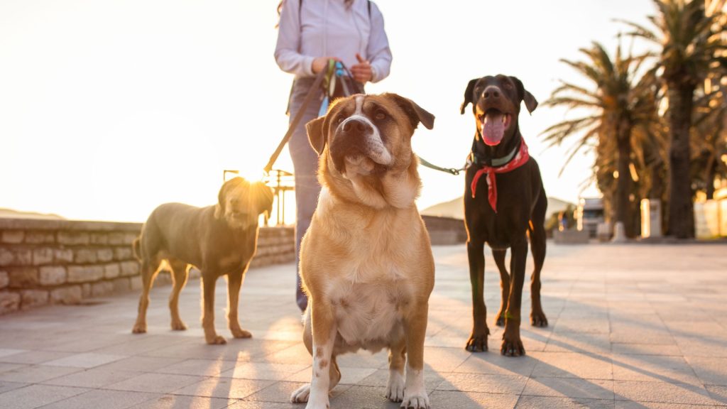 Can Dogs Get Lice Lice treatment