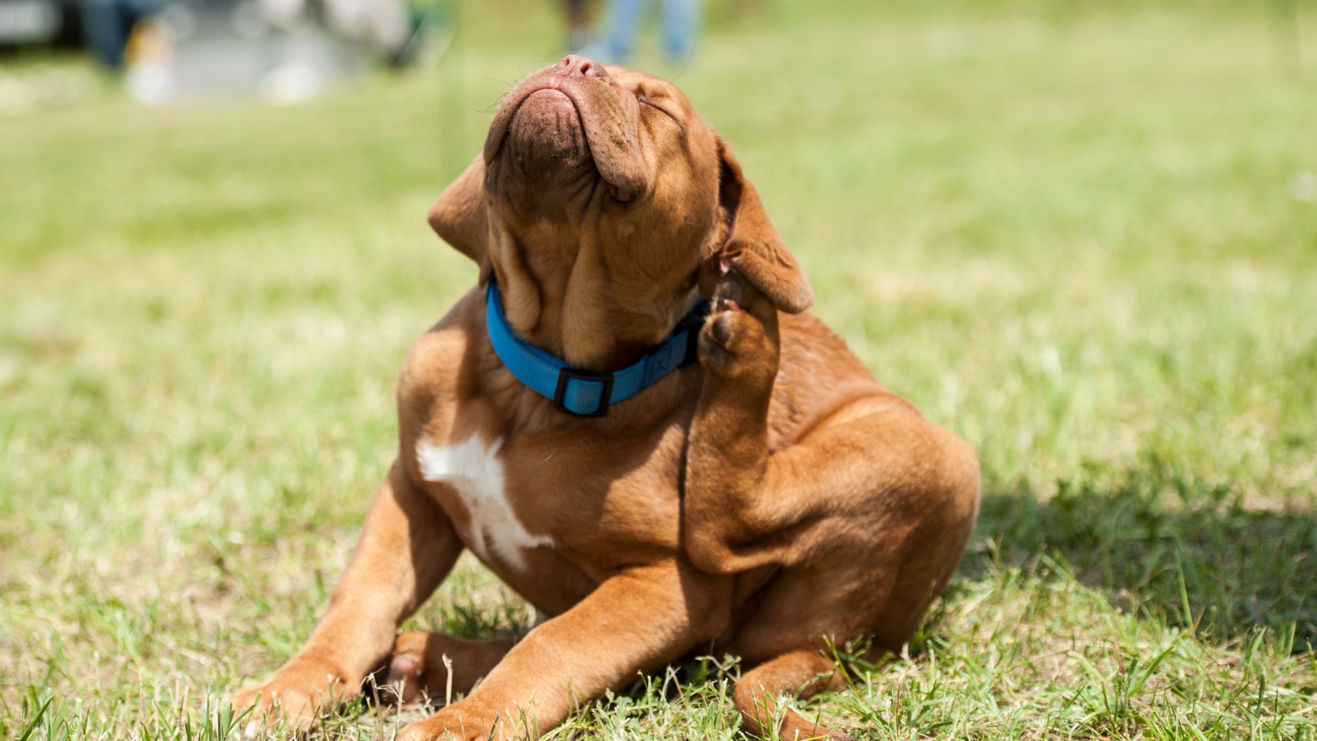 Natural Lice Treatment vs Pet Lice Misconceptions